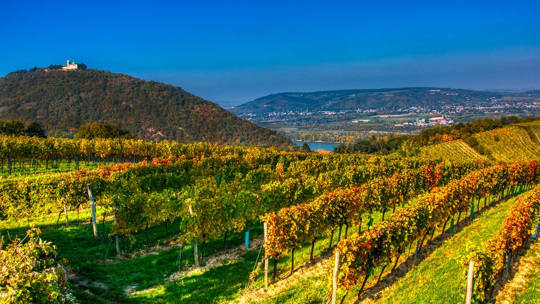 Wanderung Kahlenberg Brandauer 2019-10--ComForEn-cb-29