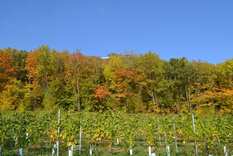 Wanderung Wald DSC_0138_1